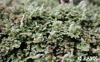 Cladonia  macilenta.JPG